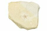 Jurassic Brittle Star Fossil - Solnhofen #244332-1